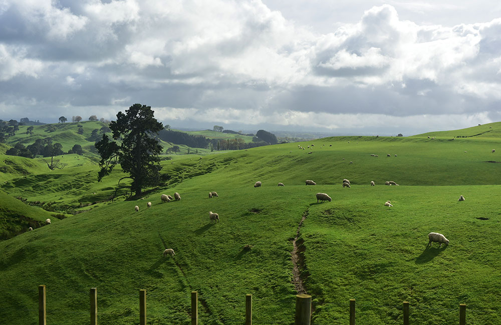 Mortgage Broker Matamata