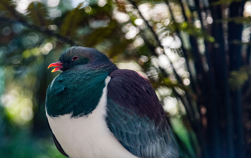 Mortgage Broker Otorohanga